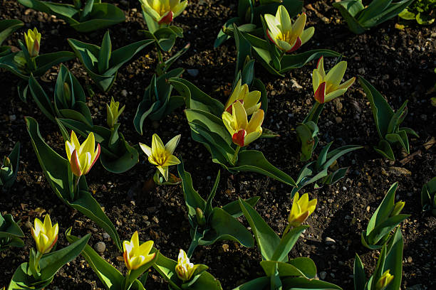 bed of yellow kaufmann tulips blooming in spring garden