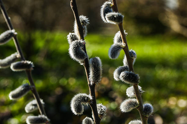 pussy willow catkins in Spring sunlight with soft green bokeh background