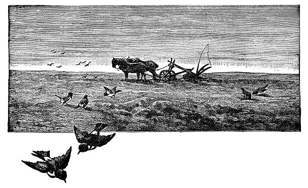 A horse drawn plow left alone in a field, while birds swoop in and steal the freshly planted seeds. Vintage etching circa 19th century.