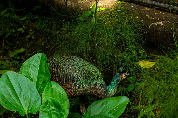 A brightly colored peacock is a stunning bird known for its iridescent plumage, featuring vibrant blues, greens, and golds.