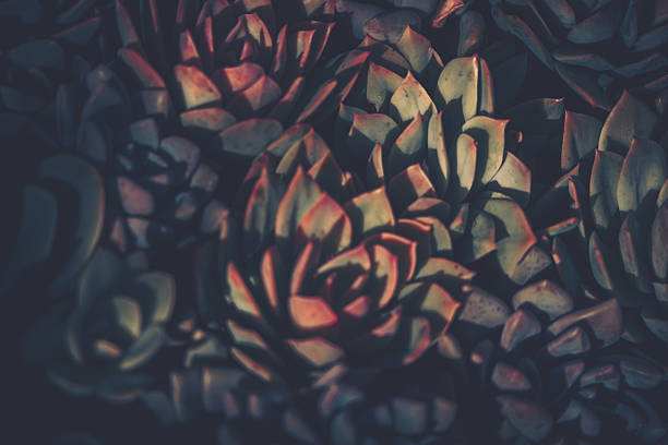A close-up, artistic photograph featuring a cluster of succulent plants in a rich, deep green and earthy background, evoking a vintage, warm light.