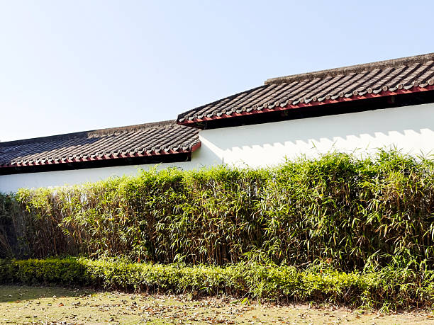 A peaceful, sunlit shot of a traditional East Asian building, where white walls and dark roof tiles meet a thick bamboo hedge. The bright natural light highlights the rich green tones of the plants, creating a calm, minimalist atmosphere. This image evokes a sense of tranquility and connection to nature, perfect for themes of cultural heritage, garden design, and serene outdoor spaces.