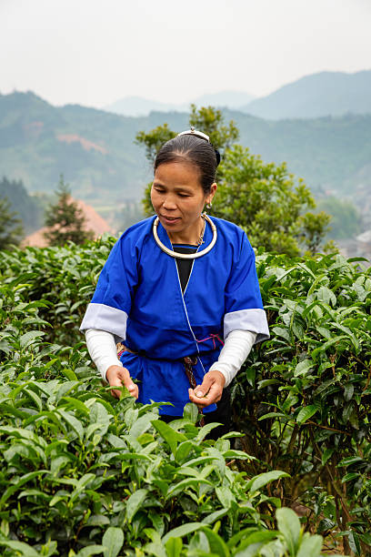 Traditional Tea Farmer Picking Fresh Leaves In Mountain Plantation Guangxi China