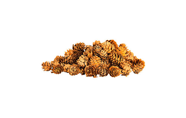 Natural Pine Cones for Winter Holiday Decoration