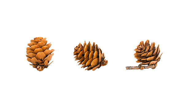 Natural Pine Cones for Winter Holiday Decoration