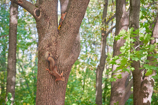 Two squirrels climbing up a tree trunk in a lush green forest.