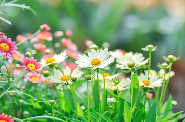 coreopsis, Coreopsis Tinctoria or Coreopsis tinctoria Nana or daisy or white flower in the garden