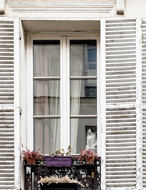 Curious cat sitting behind a classic Parisian window with shutters and a small balcony garden. Charming urban moment capturing cozy European apartment life