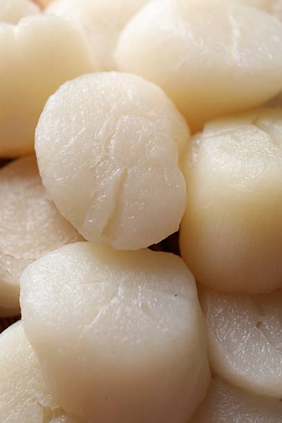 Fresh raw scallops as background, closeup view