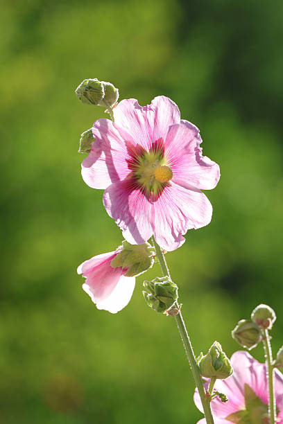 Close-up of a pink hollyhock flower, Alcea rosea, illuminated by sunlight against a soft green natural background.