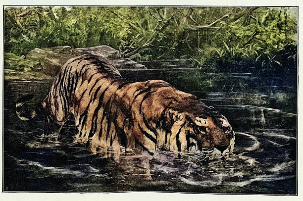 Tiger, A big drink, after John Trivett Nettleship Victorian art, 19th Century