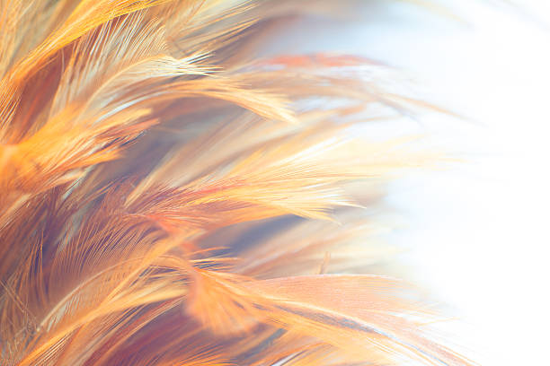 eagle feather texture pattern for background