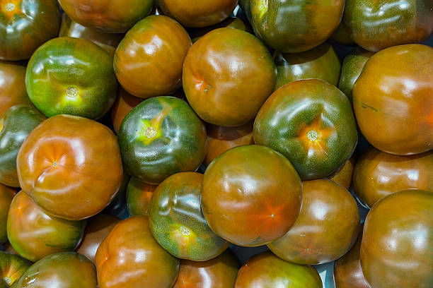 Freshly harvested kumato heirloom tomatoes displaying their unique brown green skin ready for sale