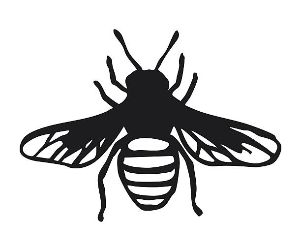 Honey bee silhouette with detailed wings and striped abdomen