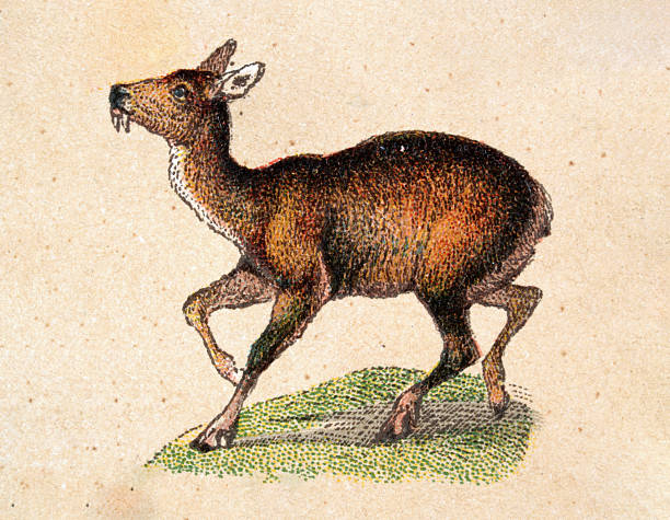 Musk deer, wildlife print, Victorian, 19th Century