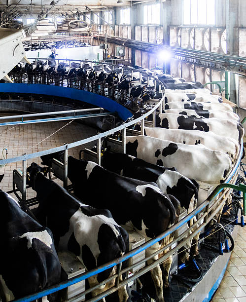 Milking cows by modern automatic industrial milking rotary system