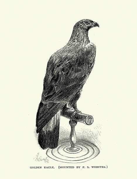 Taxidermy, Golden eagle display, Victorian, 19th Century, Vintage illustration