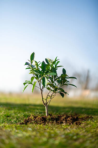 Planting a tree