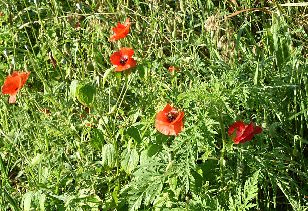 Red poppy flowers bloomed on the green field.