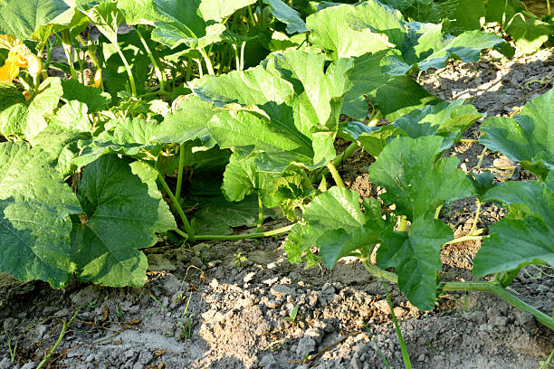 Close-up of wide leaves of pumpkin plant in the garden.