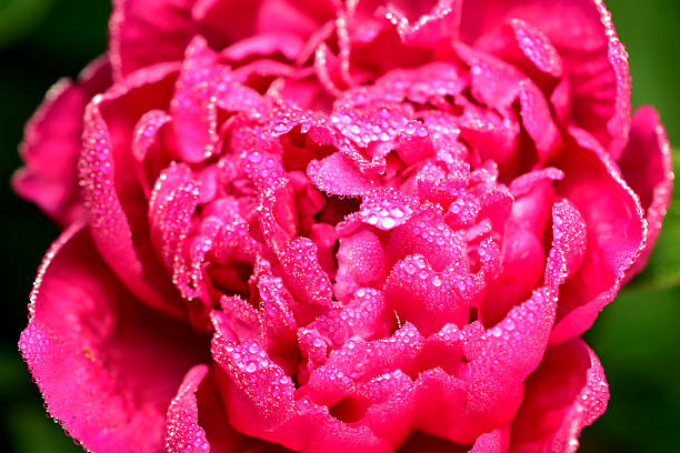 A close-up of a red peony flower is shown on a black background.