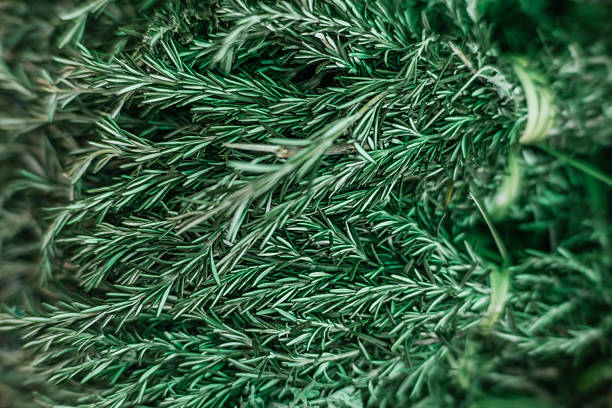 Rosemary tied together at a traditional stall in a Mexican market.
