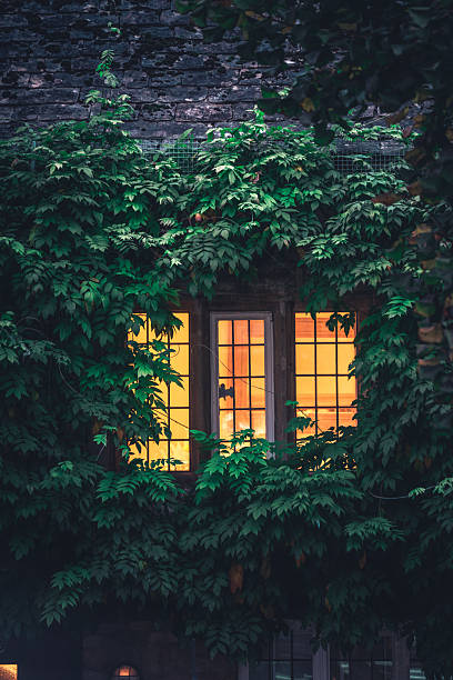 Window classic vintage in frame surrounded by climbers climbing plants growing on wall
