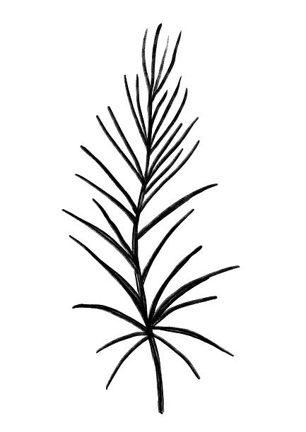 Minimalist Ink Silhouette Of Palm Leaf Design. Modern Linear Artwork Of Palm Frond For Decorating Spaces. Chic And Simple Ink Illustration Of Palm Leaf Suitable For Diverse Creative Projects Hand-drawn illustration.