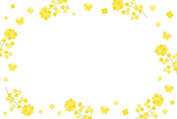 vector background with yellow canola flowers frame