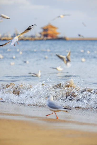 Qingdao Zhanqiao Pier seagull sunset