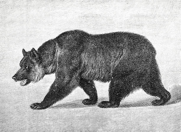 Illustration from 19th century
