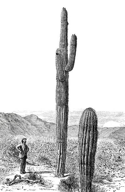 Illustration from 19th century