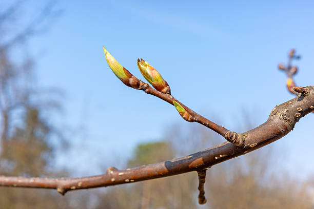 A macro photograph captures the early signs of spring with three nascent green leaf buds emerging from a bare, textured brown branch of a cherry or plum tree, all set against a soft, clear, pale blue sky.