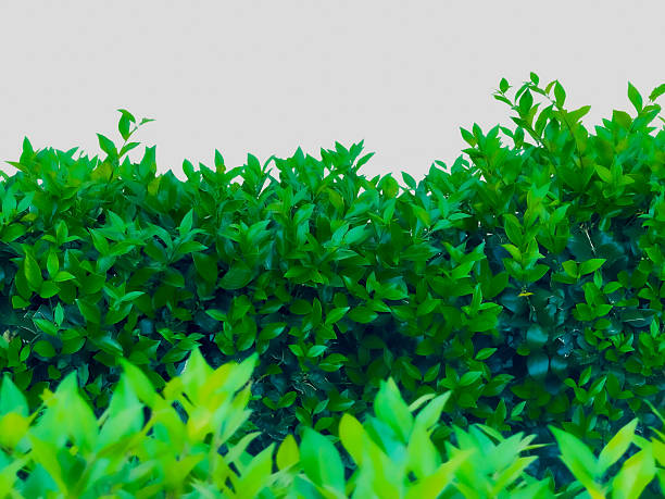 Outdoor Green  Plants Background .  With White Background.