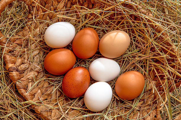Fresh chicken eggs in a basket lying down in the hay