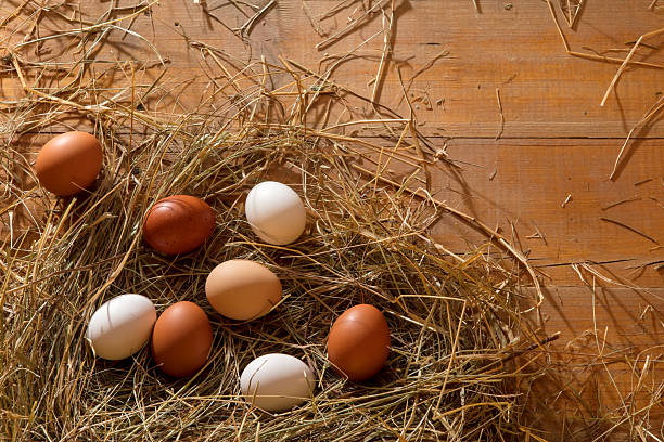 Fresh chicken eggs in the hay nest on a rustic wooden background.