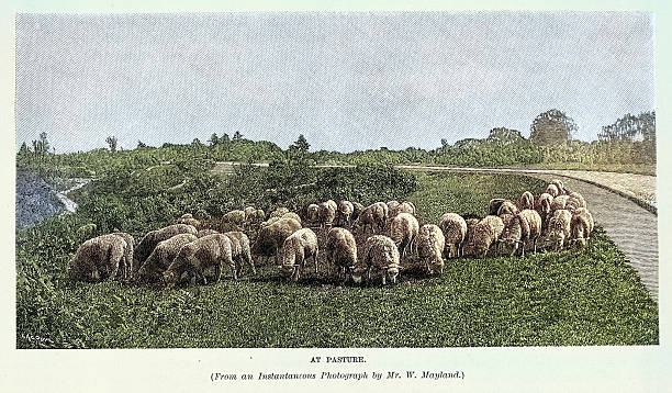 Flock of sheep grazing, at pasture Vintage illustration, Victorian 19th Century 1880s