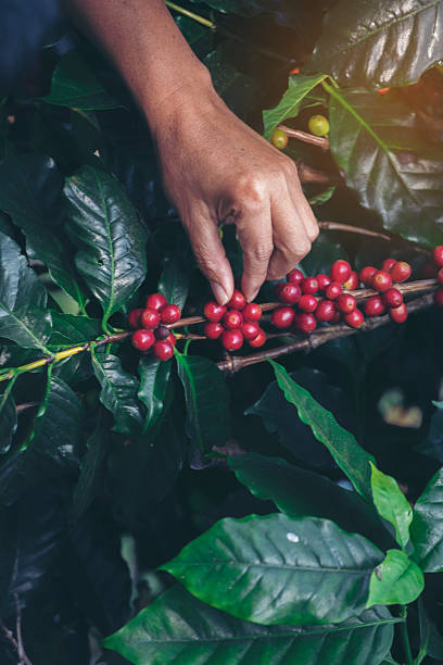 Fresh green coffee bean. Vertical Horizon Close up hands picking yellow ripe coffee seed robusta arabica berry. Vertical Man Hands harvest coffee bean ripe yellow berries plant fresh seed tree green