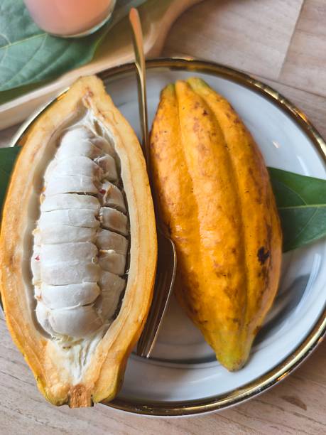 Cacao Heap beans wooden cocoa powder rustic wooden table