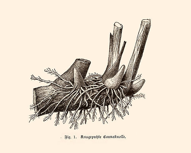 Authentic 19th-century botanical illustration of a Canna lily rhizome (tuber) with its dense root system and new sprouting buds. The German caption reads 'Ausgepunkte Cannaknolle'. Engraved image on a sepia-toned background.