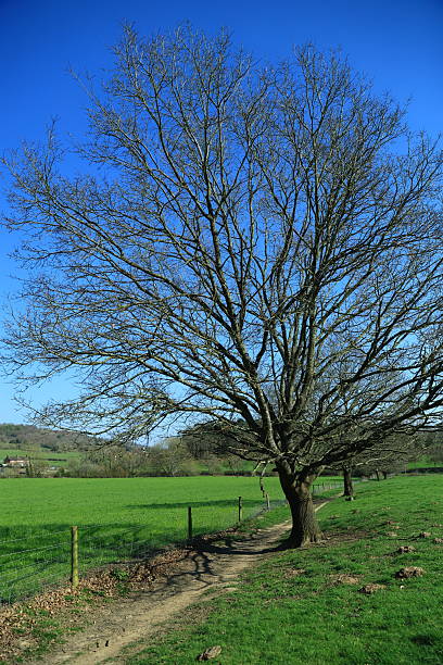 Beautiful Spring sunny day clear blue sky Surrey countryside footpath tree England Europe