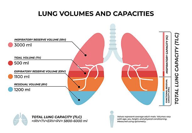 Lung Volumes and Capacities Diagram – Clinical Spirometry Chart. Reference Values (Adult Male). Vector stock illustration This design, which is suitable for use in various projects, can be easily adapted to your needs such as posters, brochures, websites, or advertisements. Thanks to its eye-catching design and versatility, it can effectively convey your message and attract viewers' attention. Whether you want to promote a product or service or simply make a statement, this design is a great choice. exercise out of breath stock illustrations