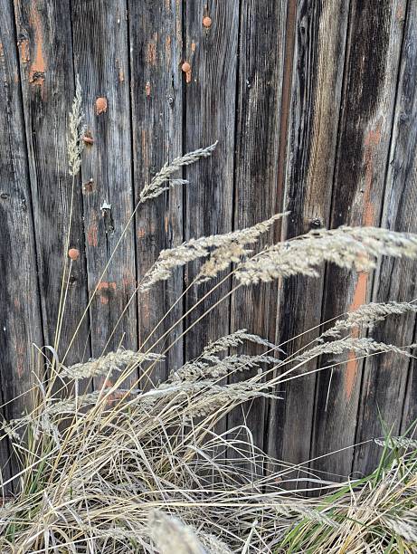 Tranquil Rural Vista. Serene Countryside With Grass And Wood. Calm Natural Setting Featuring Grass And Weathered Timber. Peaceful Outdoor Scene Emphasizing Muted Colors And Gentle Illumination