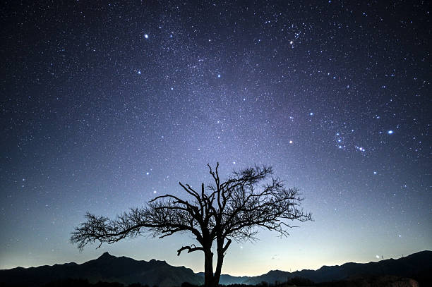 A serene winter night sky over the famous Japanese Yamashi tree in Nobeyama Highland, Nagano Prefecture, Japan. Once a beloved landmark for astrophotography, this solitary tree has since fallen. The photograph preserves its distinctive silhouette against the star-filled sky, capturing a piece of the Japanese highland landscape that no longer exists