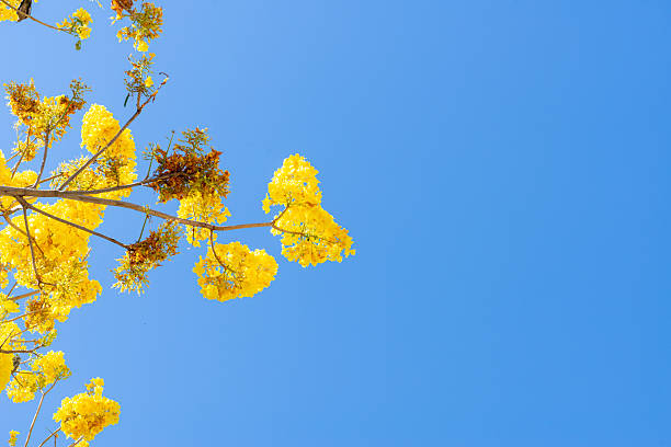 Vibrant Golden Trumpet Tree Blossoms Against Azure Sky in Bright Sunlight