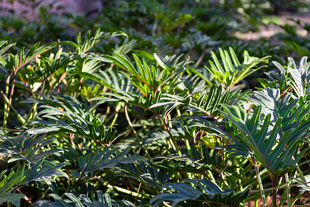 Lush Close Up Philodendron Bipinnatifidum Foliage in Natural Light Environment