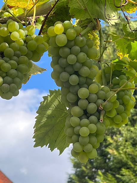 Green Grapes Growing on a Vine Under Clear Summer Sky