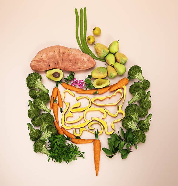 Fresh vegetables and fruits arranged as human internal organs on a simple background showcasing healthy food choices for digestive system