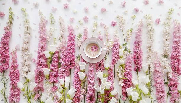 An elegant overhead flat lay captures a serene moment with vibrant pink and delicate white flowers artfully arranged around a charming teacup containing a blooming flower, all set against a pristine white background, perfect for beauty, tranquility, and