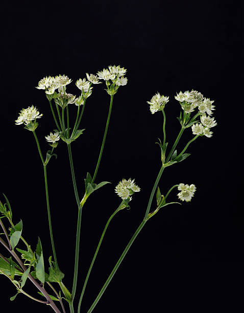 Astrantia Major Masterwort Flowers on Black Backdrop